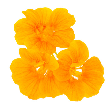 FLEUR COMESTIBLE CAPUCINES RAVIER